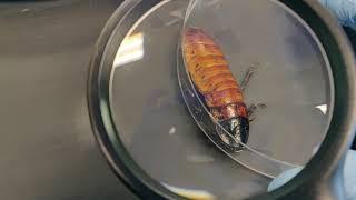 Cockroach spiracles
