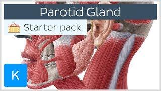 Parotid (Salivary) Gland - Anatomy, Innervation & Function - Human Anatomy | Kenhub