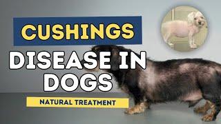 Cushings Disease in Dogs: Natural Treatment