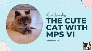 Meet Dumpling, The Adorable Cat With MPS VI Whose Sister Refused To Leave Him Behind!