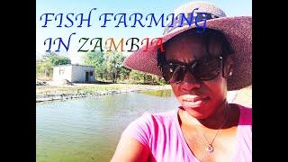 5 TIPS TO START FISH FARMING IN ZAMBIA AS A BEGINNER LIKE ME | MY STORY