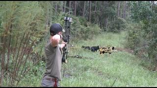 Hog Hunting In A Gator Infested Swamp! 6 Hogs Down!