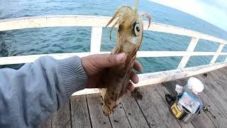 Squid Fishing 2020 | Jetty fishing for Squid