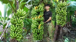 1 year living in the forest gardening, growing bananas, harvesting bananas, lychees, guavas, to sell