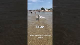 This dog lost his mom at the beach 