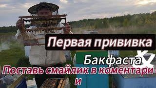 Результат семьи воспитательницы #пчеловодство #подпишись #bee #workerbee #пчелы