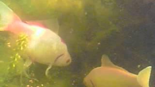 Underwater in a Goldfish Pond