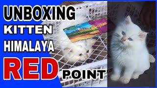 UNBOXING ANAK KUCING BELI DI SHOPEE | UNBOXING KITTEN HIMALAYA RED POINT