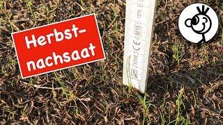 Rasen Herbst Nachsaat - 2 Wochen nach dem Säen