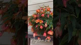 Бегония BELLECONIA Mango #цветы #сад #бегония #беллекония #garden #цветыдлясада