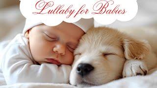 Lullaby for Babies to go to Sleep | Music for Babies | Cute Baby Lullaby songs go to sleep 8 HOURS