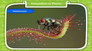 Adaptation in Plants || Class-4