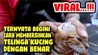 CARA MEMBERSIHKAN TELINGA KUCING DENGAN BENAR 