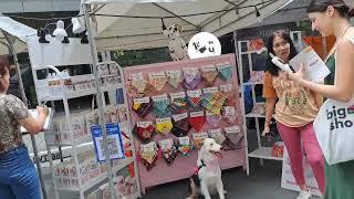 Adorable dogs and cute accesories for dogs @Dedekeren2024Channel