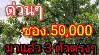 ผู้เฒ่า..พารวย,, Channel กำลังถ่ายทอดสด! ซอง 50,000