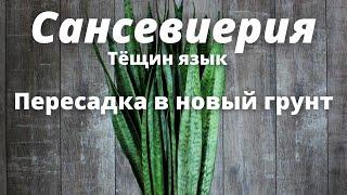 Тёщин язык/Сансевиерия/Пересадка в новый грунт/Сансевиерия зейланика