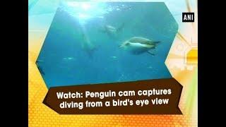 Watch: Penguin cam captures diving from a bird's eye view - ANI News