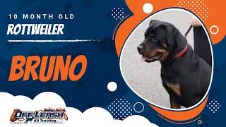 Stunning Rottweiler Change | Off-Leash K9 Training London 