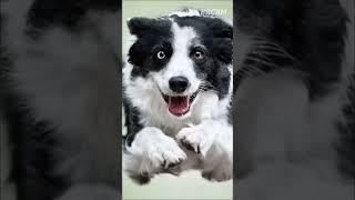 Лови момент Seize the moment #cutefunnyvideo #dogs #shorts #cute #funny