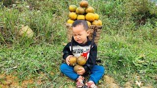 Single mother: Picking oranges to sell at the market - taking care of pigs - cooking