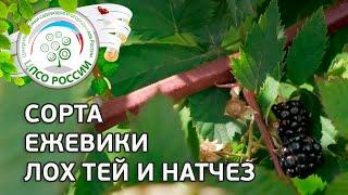 Ежевика, сорта ежевики Лох Тей и Натчез