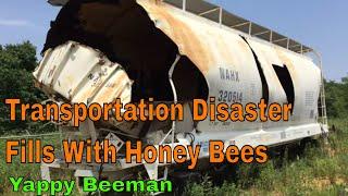 Massive Honey Bee Hive Found In A Wrecked Train Car