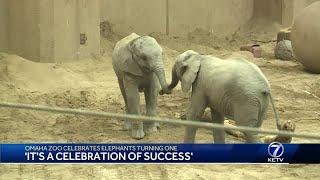 Omaha's Henry Doorly Zoo celebrates elephants turning one