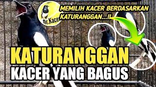 KATURANGGAN KACER YANG BAGUS | TIPS MEMILIH KACER BY DR KACER