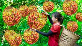 BREAKING!How Harvesting Annona Fruit for to cook delicious dishes - Harvesting and Cooking