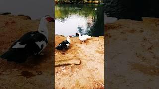 #3040 TRAVEL TIME - The Lovely Duckling of Hasselin, Msida, Malta, Europe