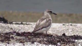 Okura Estuary wading birds