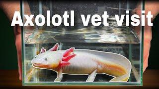 I took my new axolotl to the vet...