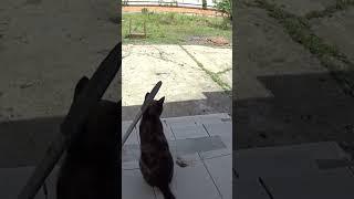 Утиный двор !