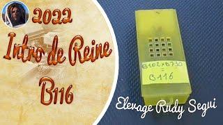 Apiculture, Introduction d'une Reine fécondée buckfast B116 provenance :  Elevage de Rudy Segui