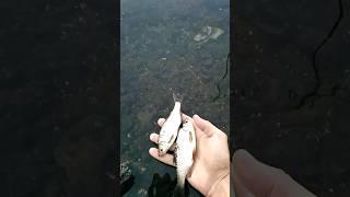 отпускаю плотву в ро́дную стихию, fishing in the river