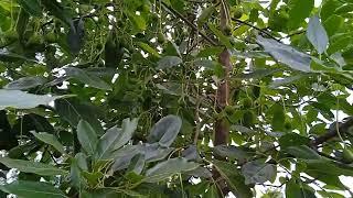One Acre Avocado Farming #Fuerte and #Hass #avocado #kitale #kenya  #farmingvideos #farminglife