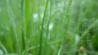 “April Rain” and “The Poet” by Robert Loveman