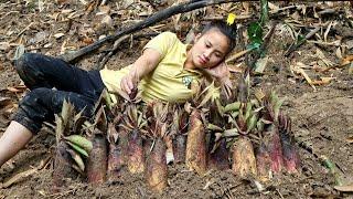 A rural girl harvests a giant garden of bamboo shoots and brings them to the market to sell