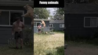 Funny animals #pets #animals