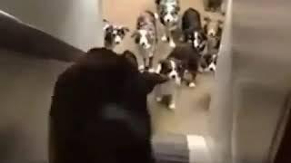 Армейская дисциплина