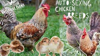 Auto-Sexing Chicken Breeds︱Greenfire Farms