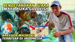 Suskes Mencetak Ikan Juara, Maya Rizka Goldfish - Breeder Mas Koki Terbesar di Indonesia