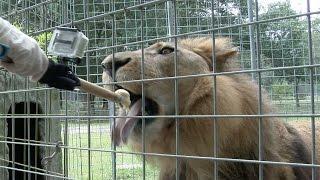 August Big Cat Birthdays: Lion Gets A Special Treat
