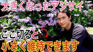 【大きくなったアジサイ】剪定で小さくする方法を実践で解説します。切花のお花を長く持たせる方法もやります。【ガーデニング】【園芸】