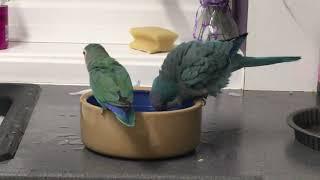 Quaker Parrot Behaviour