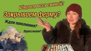 БОЛЬШИЕ ПЕРЕМЕНЫ для нашей фермы и семьи