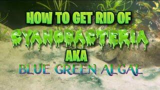 HOW TO GET RID OF CYANOBACTERIA AKA BLUE GREEN ALGAE