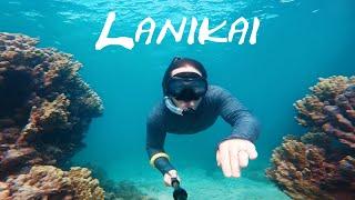 SHARK Sighted! Lanikai Beach Snorkeling, Oahu Hawaii