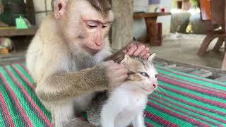 Nice Zueii Grooming Kitty Mally So Sleepy And So Fun