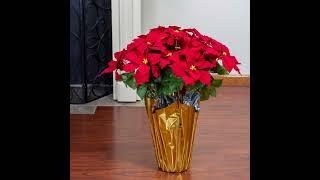 NEW CHRISTMAS DECORATIVE PLANTS AT WAYFAIR!!! #home #homedesign #homeinteriordesigners #christmas